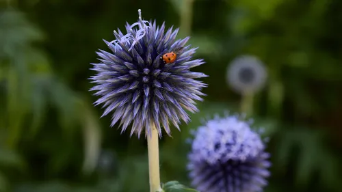Ladybird on Echinops This nature macro photograph, taken in the afternoon during the summer, focuses on a vibrant scene with a ladybird resting on the spiky blue globe of an Echinops flower. The detailed close-up captures the interaction between insects and flowers, highlighting the unique structure of the Echinops plant as the main subject. The soft green foliage in the background enhances the clarity of the flowers and plants in the foreground, drawing attention to the brightly colored ladybird exploring the spherical blooms. The sunlight typical of a summer afternoon illuminates the composition, emphasizing the textures and colors associated with insects, flowers, and plants in their natural environment.